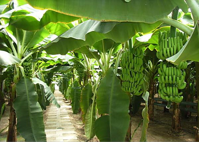 缅甸香蕉地灌溉工程